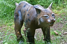 a lynx as target