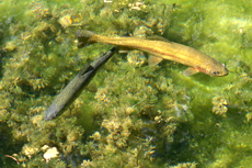 Fische im Teich am Tiererlebnispfad