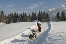 click here for more information about dog sledgeding